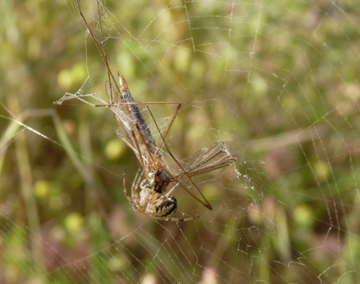Neoscona adianta